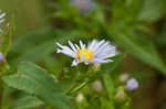 Purplestem aster